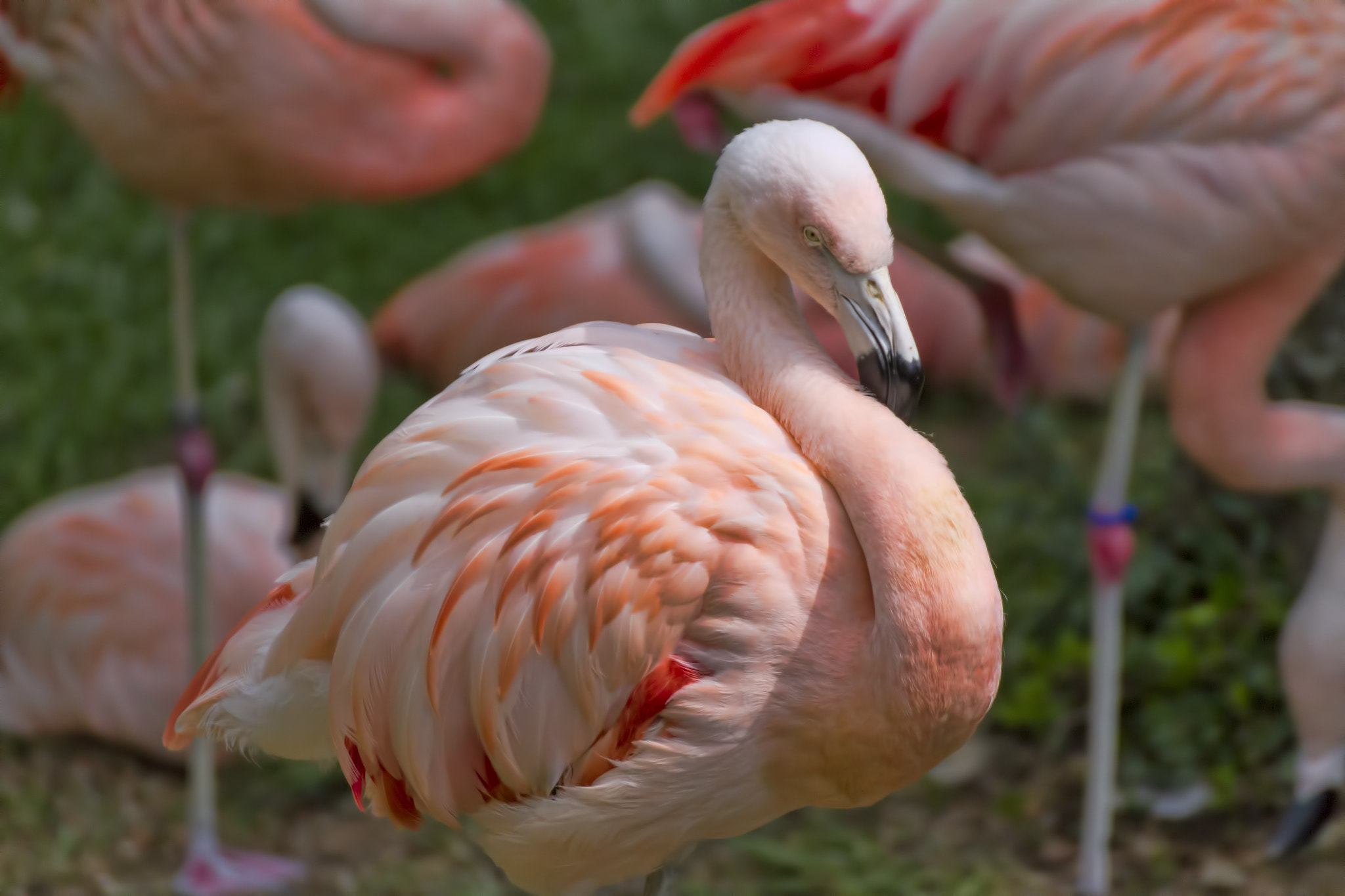 Tamron SP 35mm F1.8 Di VC USD sample photo. Flamingo photography