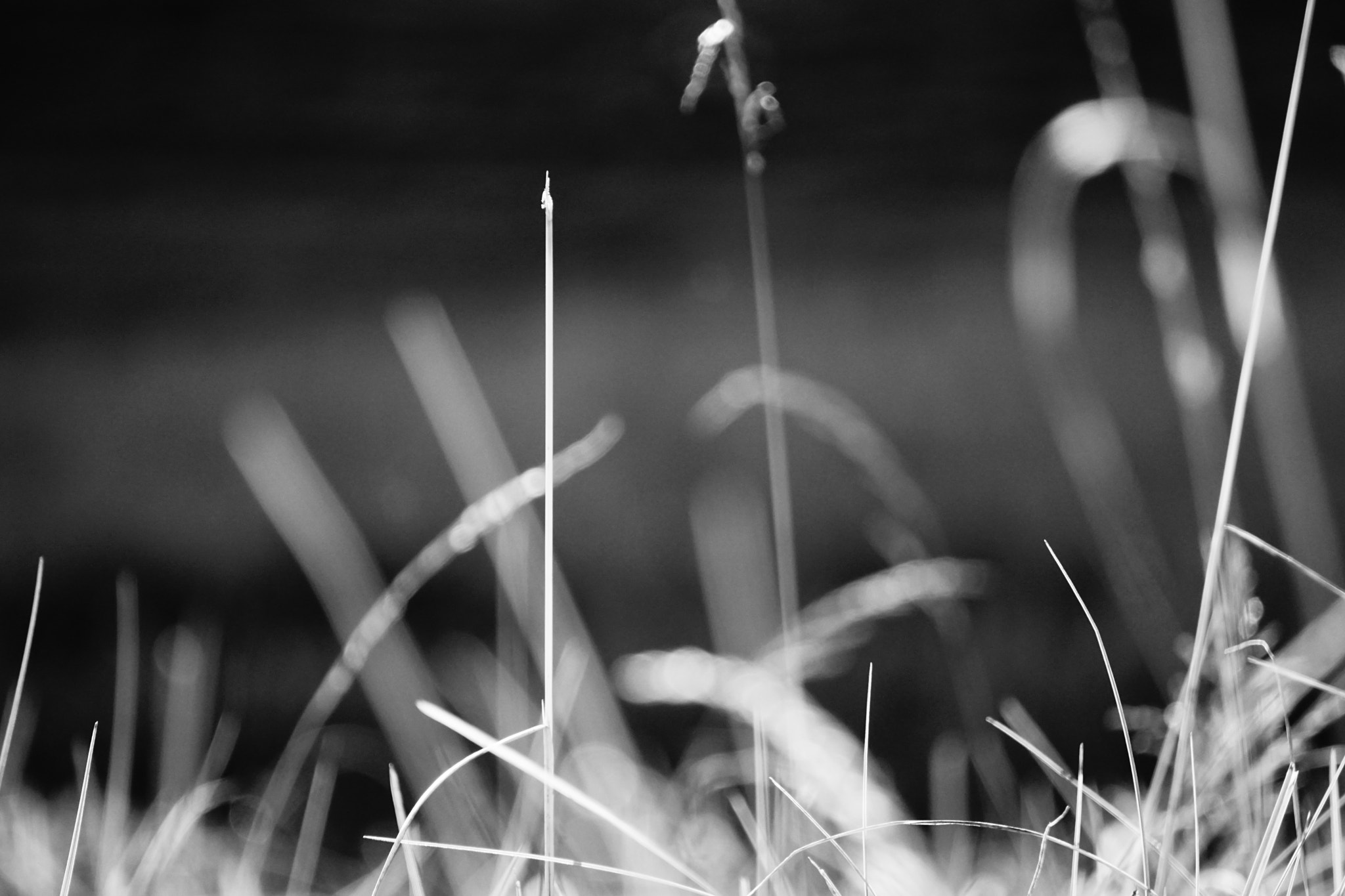 Sony E 55-210mm F4.5-6.3 OSS sample photo. S h i f t photography