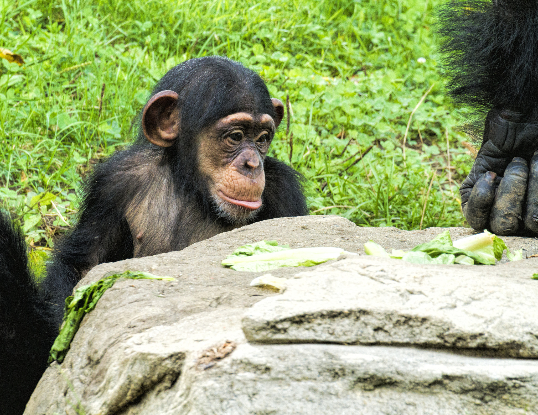 Tamron SP 35mm F1.8 Di VC USD sample photo. Baby chimp photography