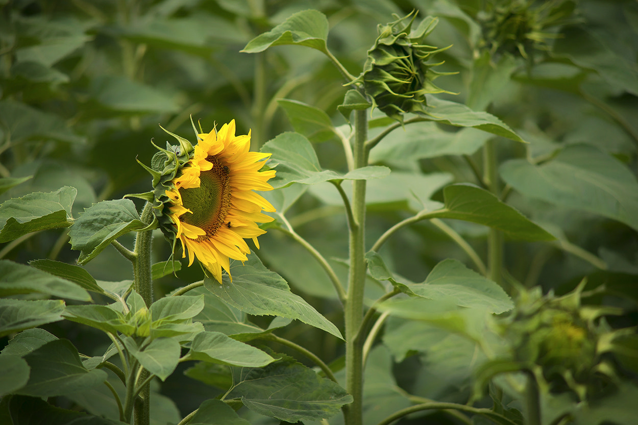 Sony Alpha DSLR-A850 + Minolta AF 70-210mm F4 Macro sample photo. Sunflower photography