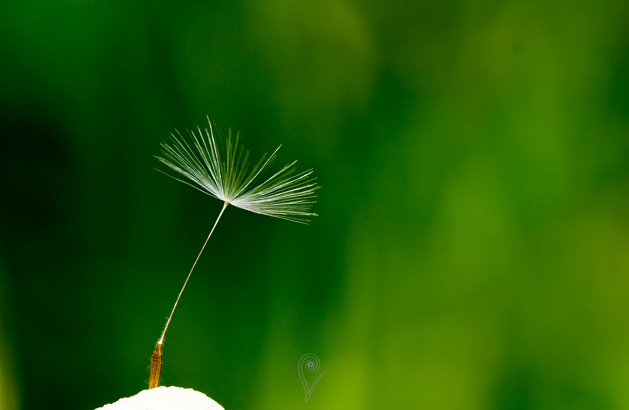 Canon EOS 600D (Rebel EOS T3i / EOS Kiss X5) + Canon EF 100mm F2.8L Macro IS USM sample photo. Taraxacum officinale photography