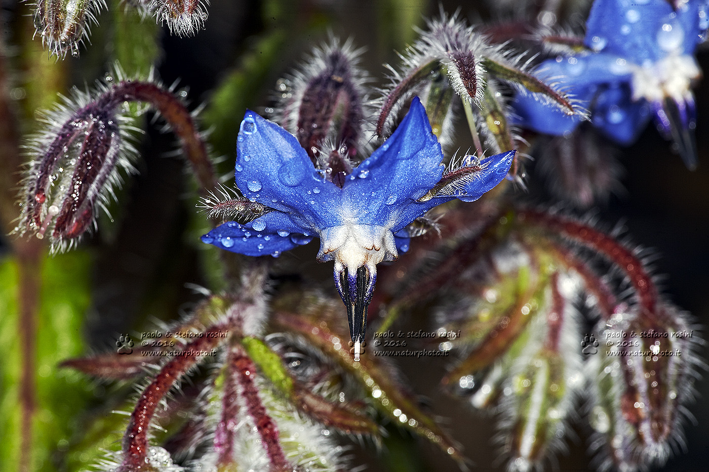 Canon EF 180mm F3.5L Macro USM sample photo. Borragine fiore ( borrago officinalis )hpcc photography