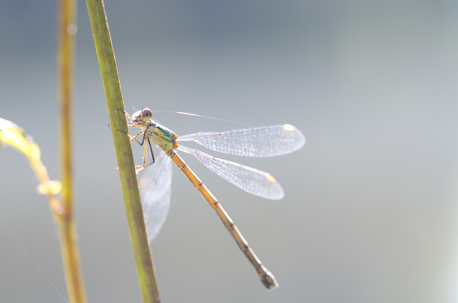 Nikon D7000 + Sigma 105mm F2.8 EX DG Macro sample photo. Sunkissed damsel photography