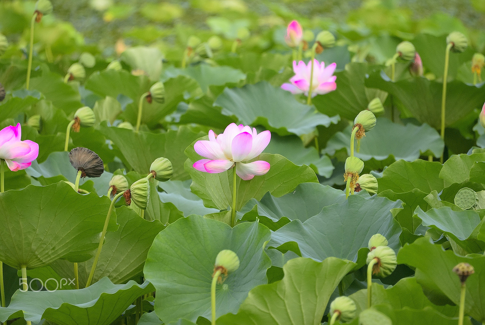 Nikon D200 sample photo. Lilac lotus flower 2 photography