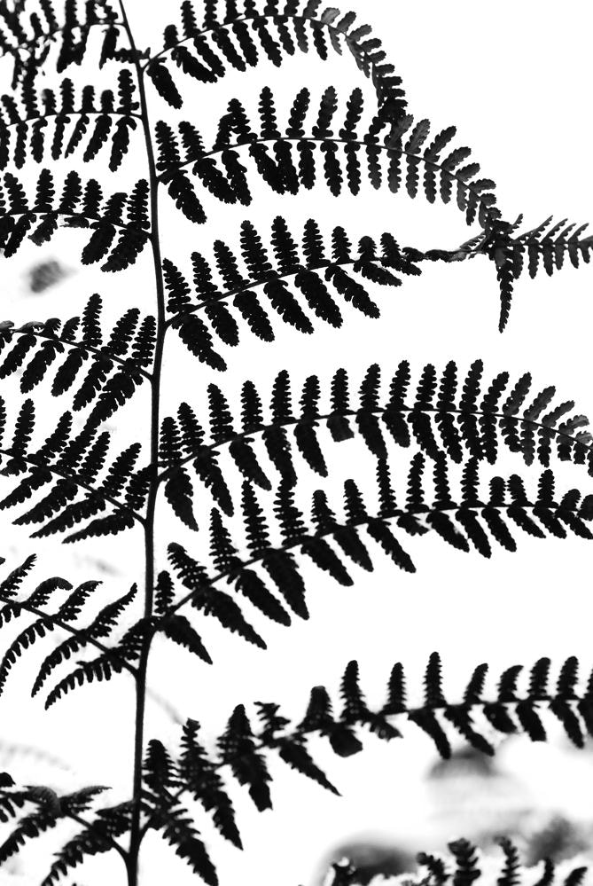 Nikon AF-S Micro-Nikkor 105mm F2.8G IF-ED VR sample photo. Shape of fern photography