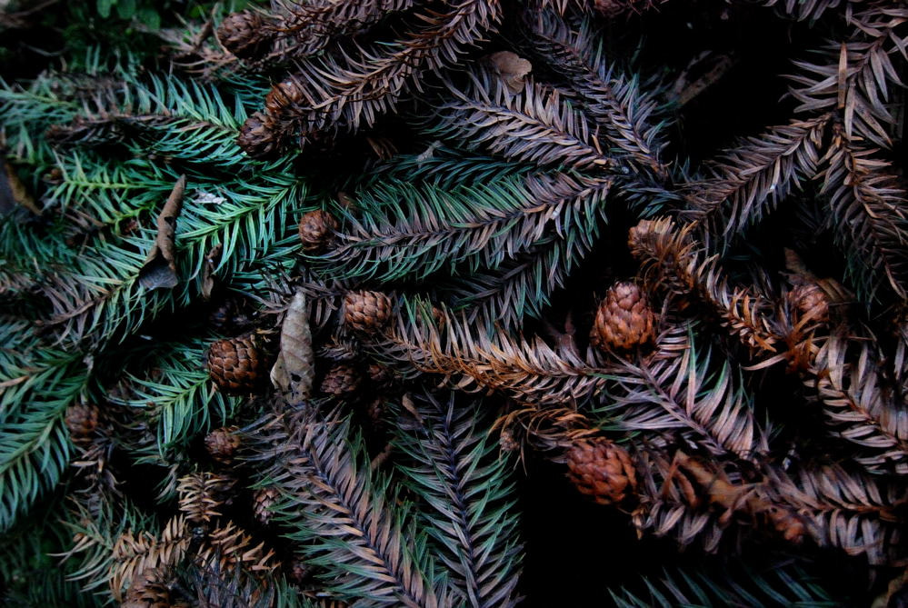 Nikon D80 sample photo. Falling leaves of pine needle photography