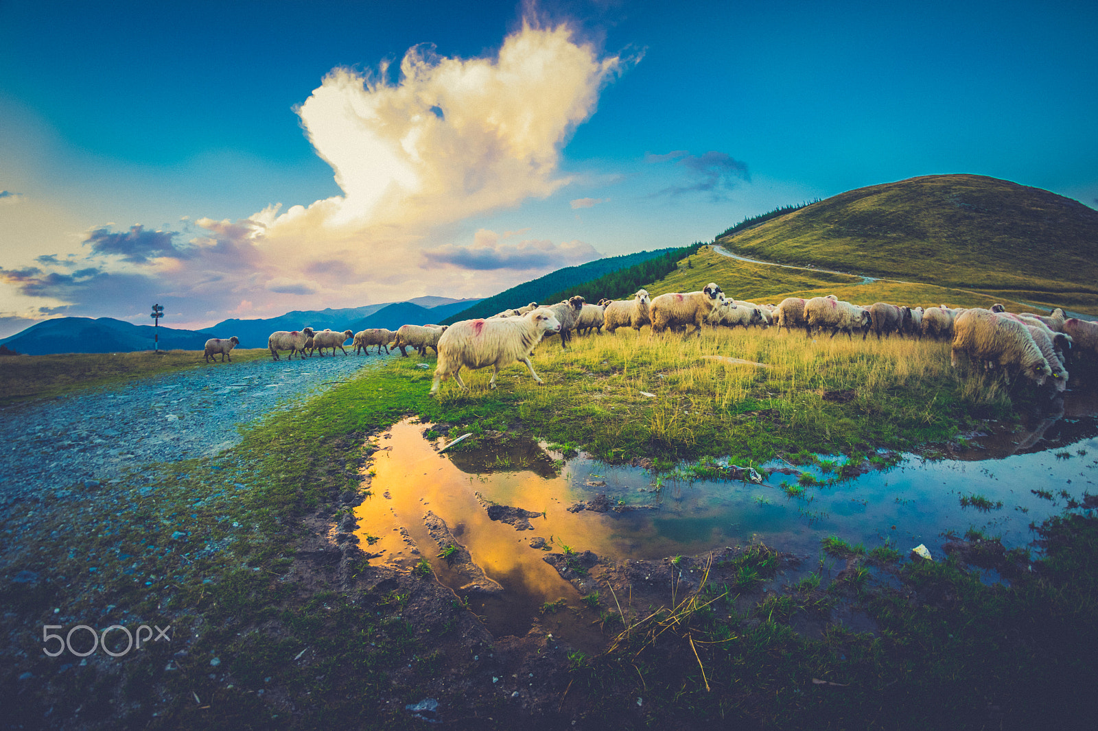 Nikon D5300 + Samyang 8mm F3.5 Aspherical IF MC Fisheye sample photo. Mountain pasture photography