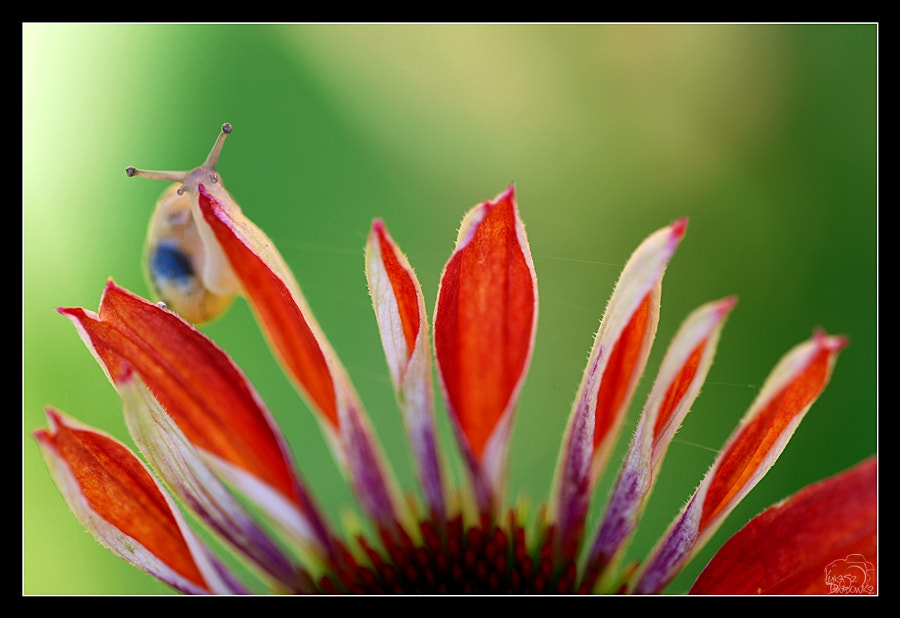 Nikon D80 + Sigma 150mm F2.8 EX DG Macro HSM sample photo. Eyes on you photography