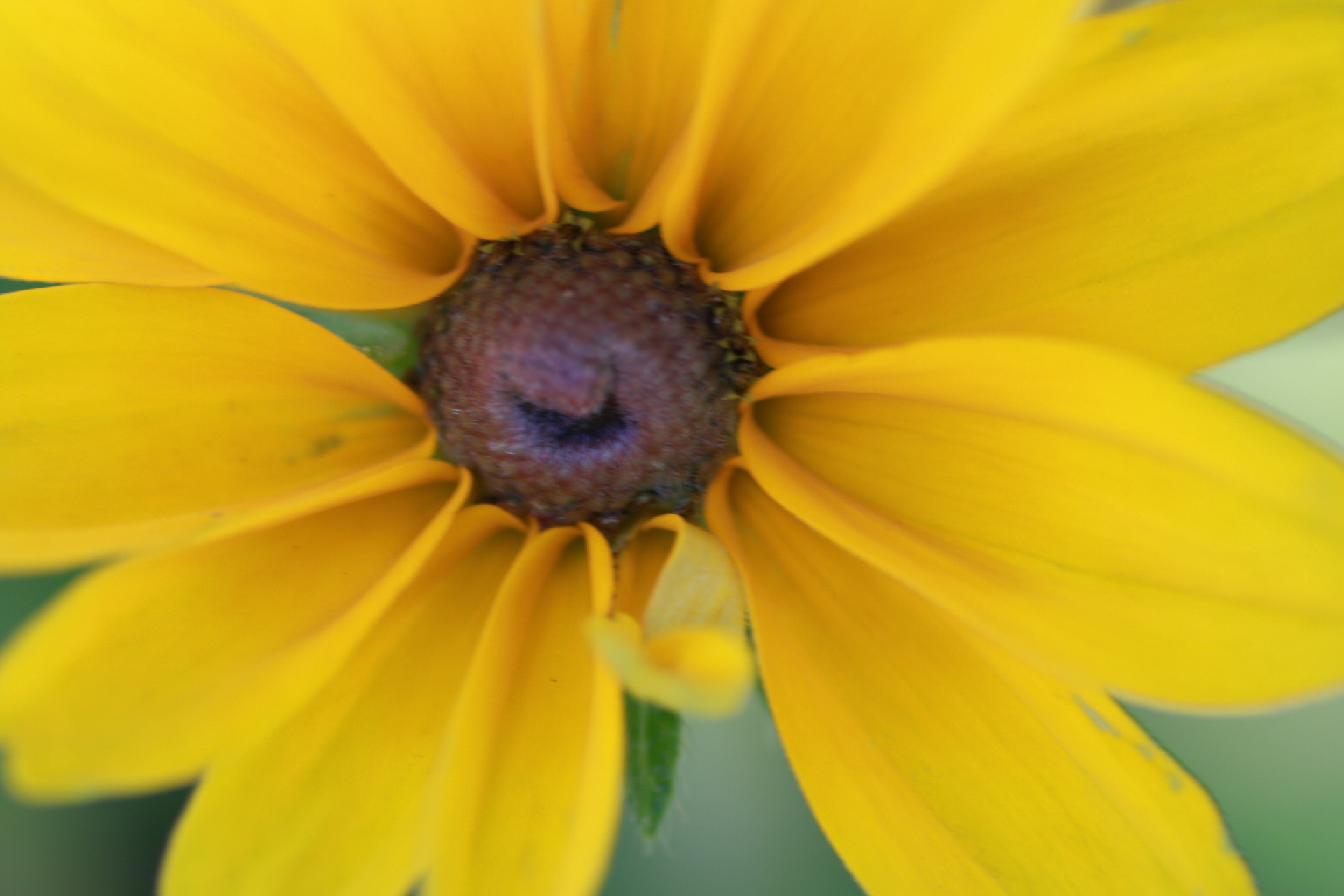 Canon EOS 70D + Tamron SP AF 90mm F2.8 Di Macro sample photo. Flower photography