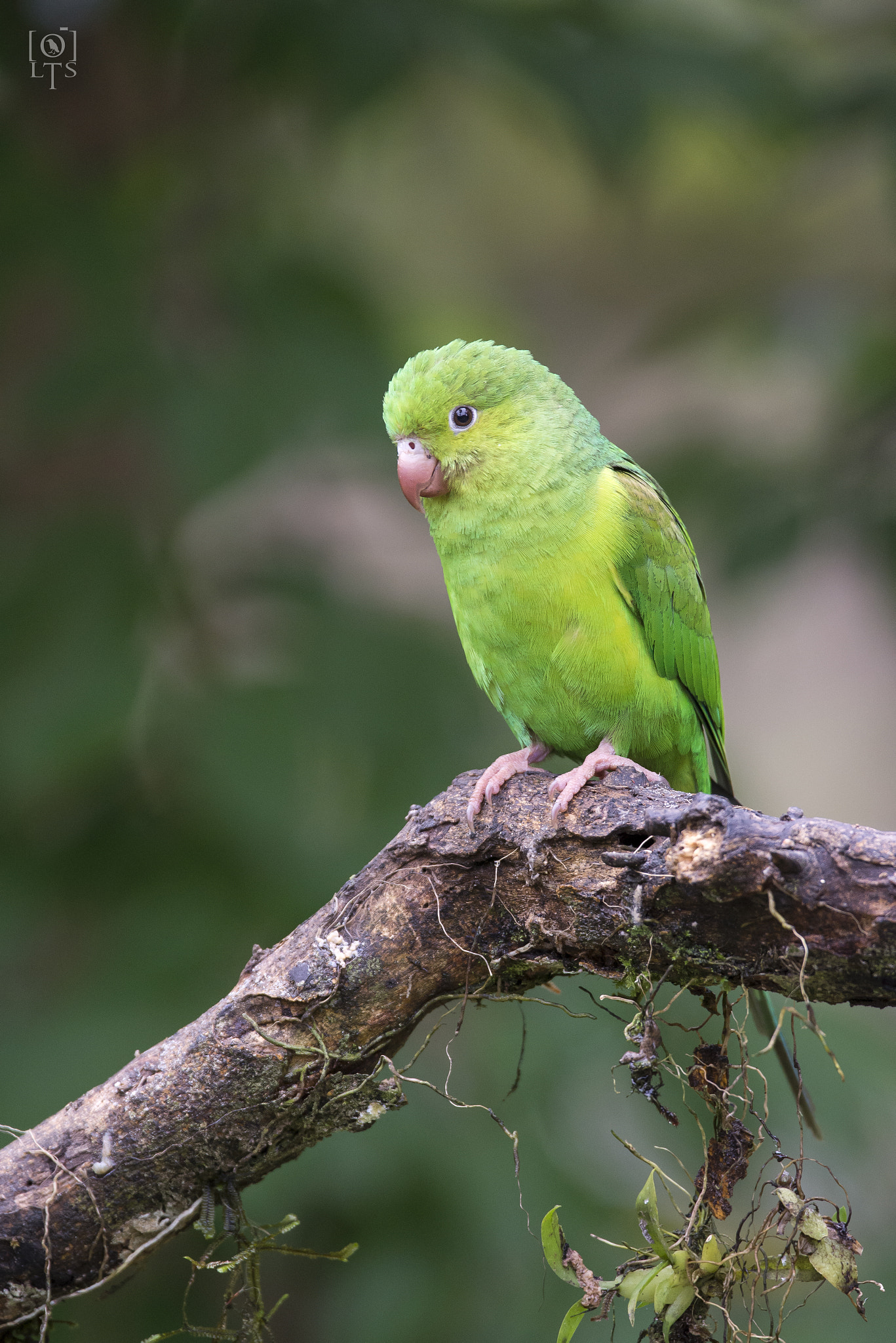 Sigma 150-600mm F5-6.3 DG OS HSM | C sample photo. Plain parakeet photography