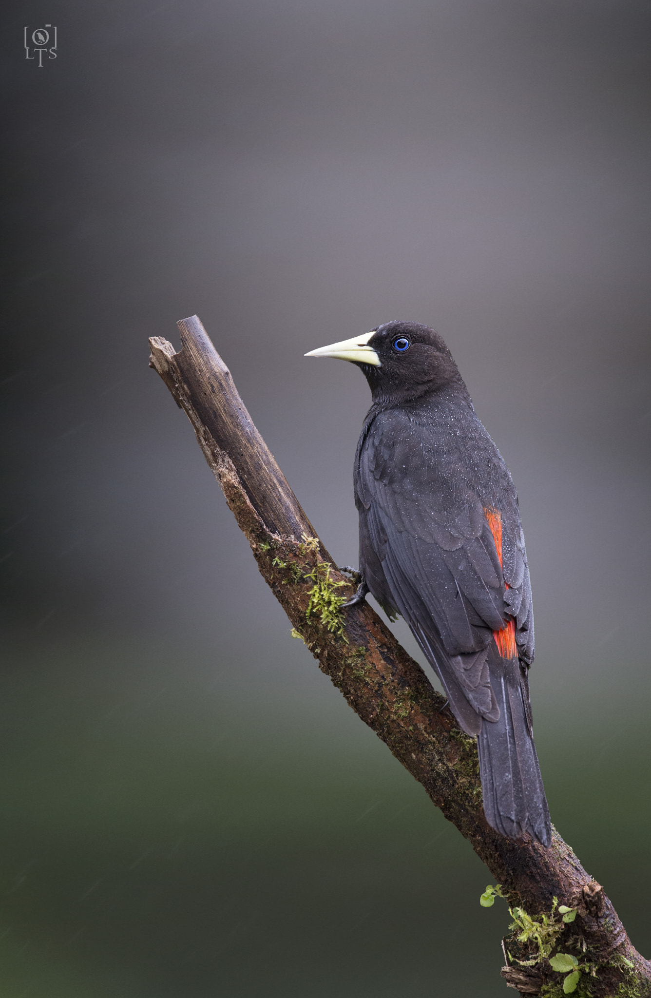 Sigma 150-600mm F5-6.3 DG OS HSM | C sample photo. Red-rumped cacique photography