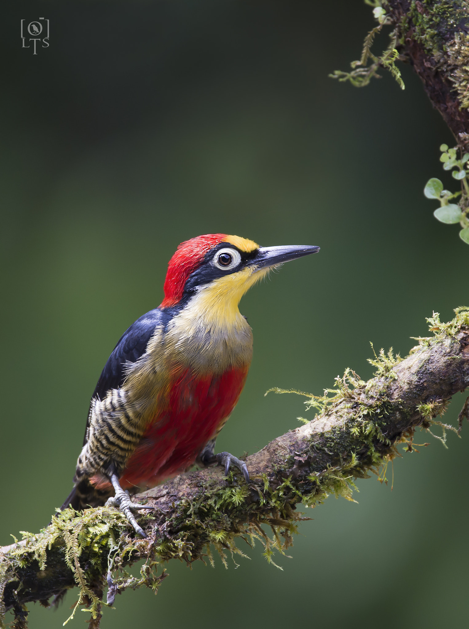 Sigma 150-600mm F5-6.3 DG OS HSM | C sample photo. Yellow-fronted woodpecker photography