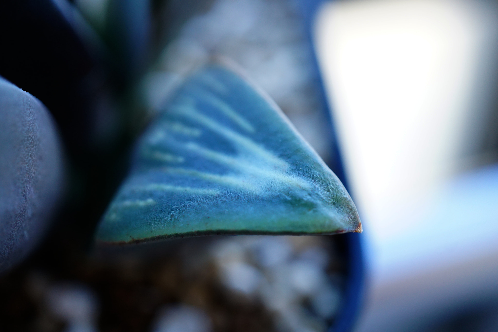 Sony a6000 + Sony E 30mm F3.5 sample photo. Haworthia mutica 'white widow' photography