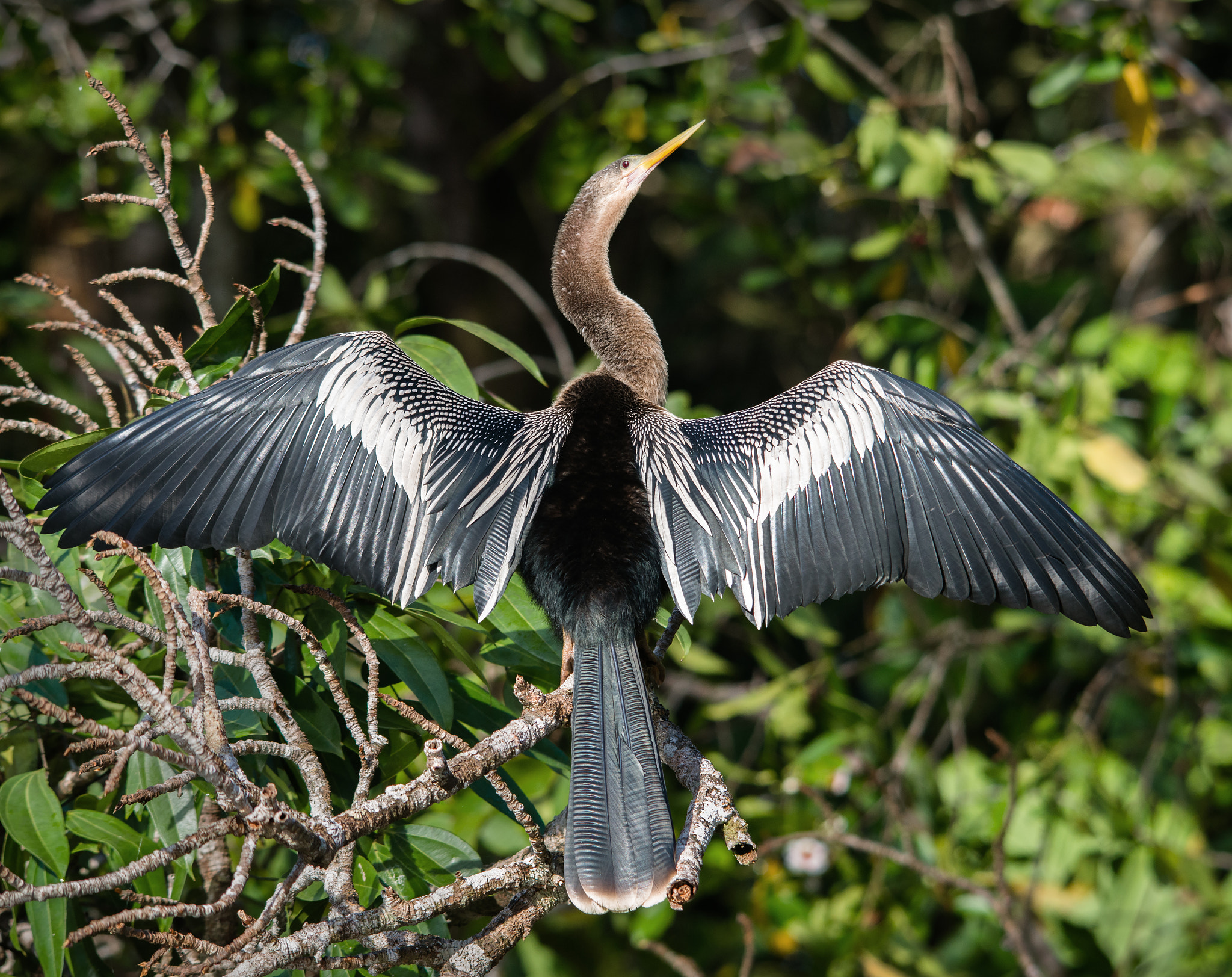Sigma 150-500mm F5-6.3 DG OS HSM sample photo. Anhinga drying it's wings photography