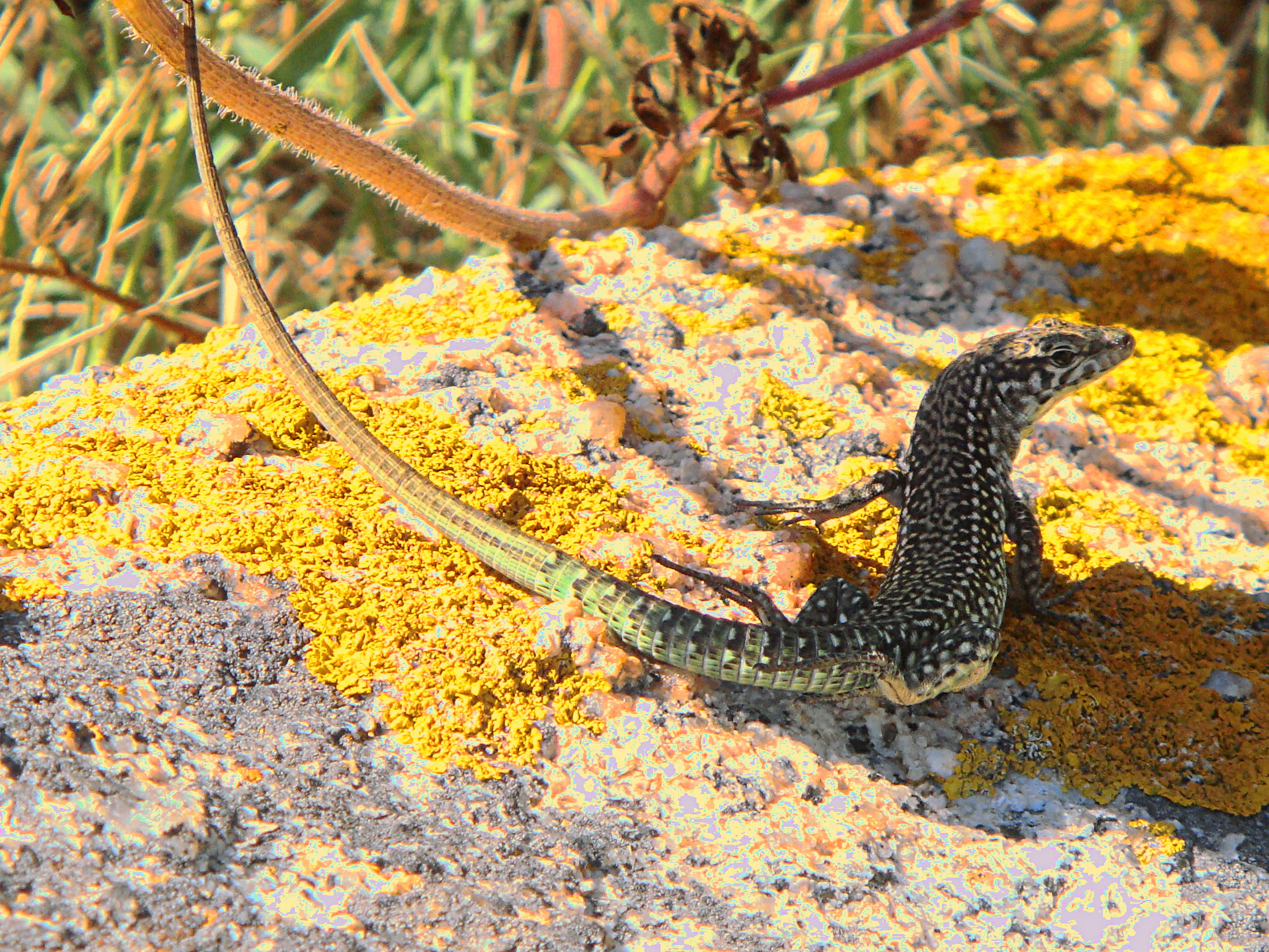 Sony DSC-T77 sample photo. Lizard time photography