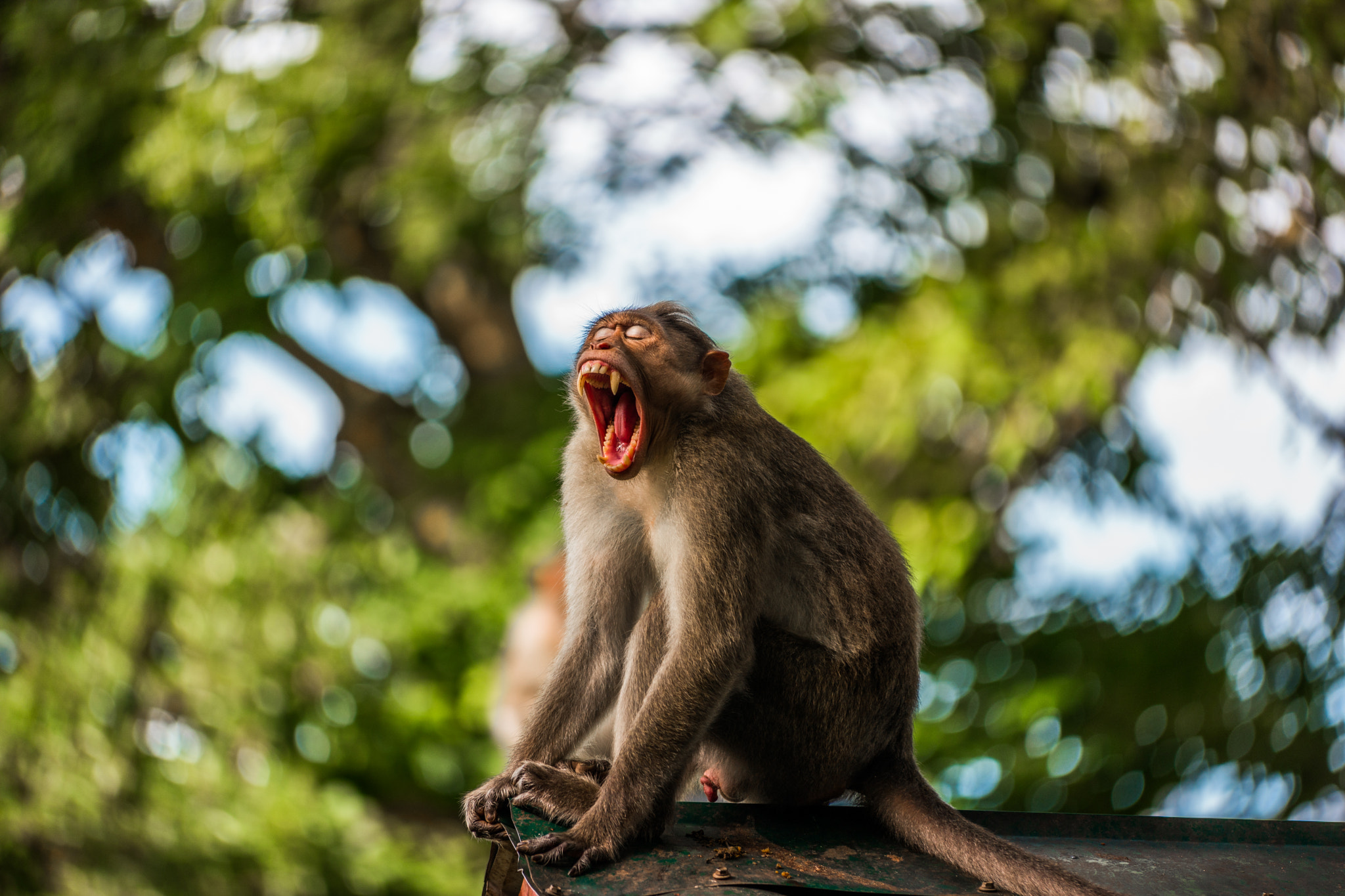 Samsung NX1 + NX 50-150mm F2.8 S sample photo. Monkey with a big yawn photography