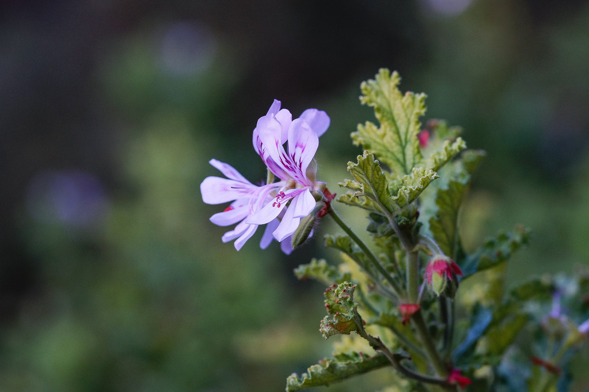 Sony SLT-A58 + 105mm F2.8 sample photo. Abg_20160905_20 photography