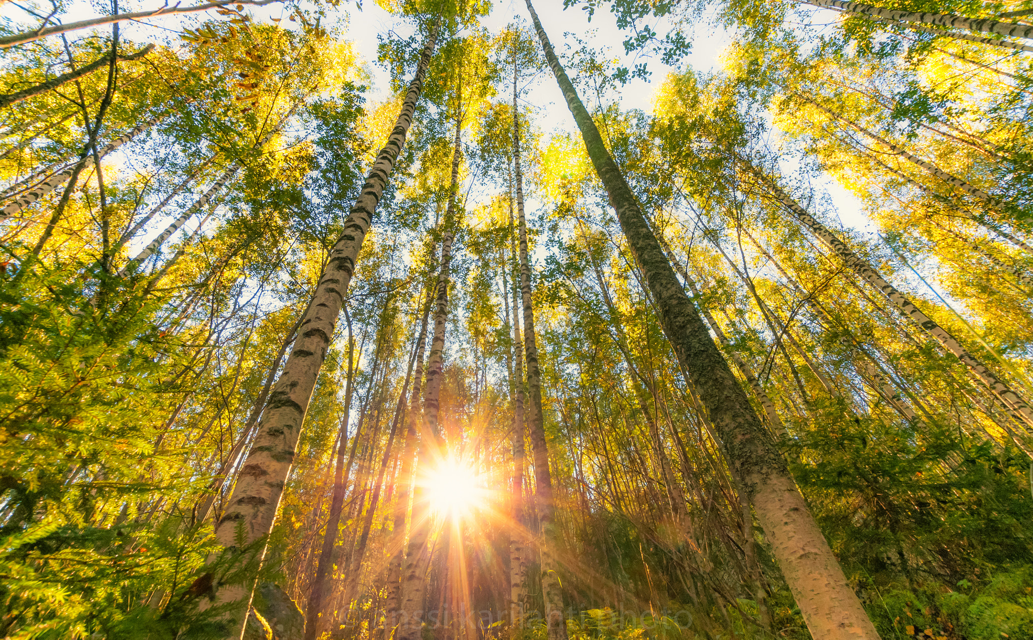 Nikon D300 + Sigma 10-20mm F3.5 EX DC HSM sample photo. Autumn sun photography