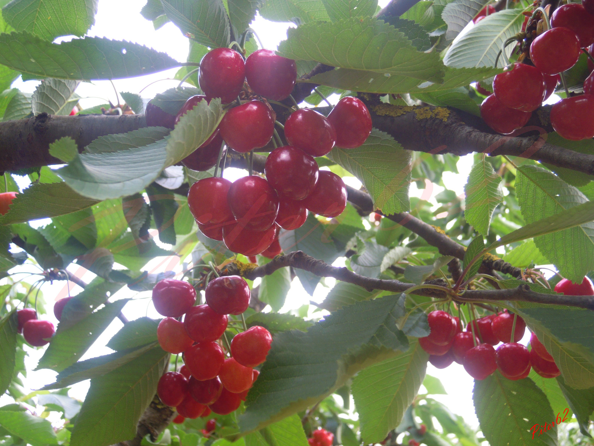 Nikon Coolpix S5100 sample photo. Cherries photography