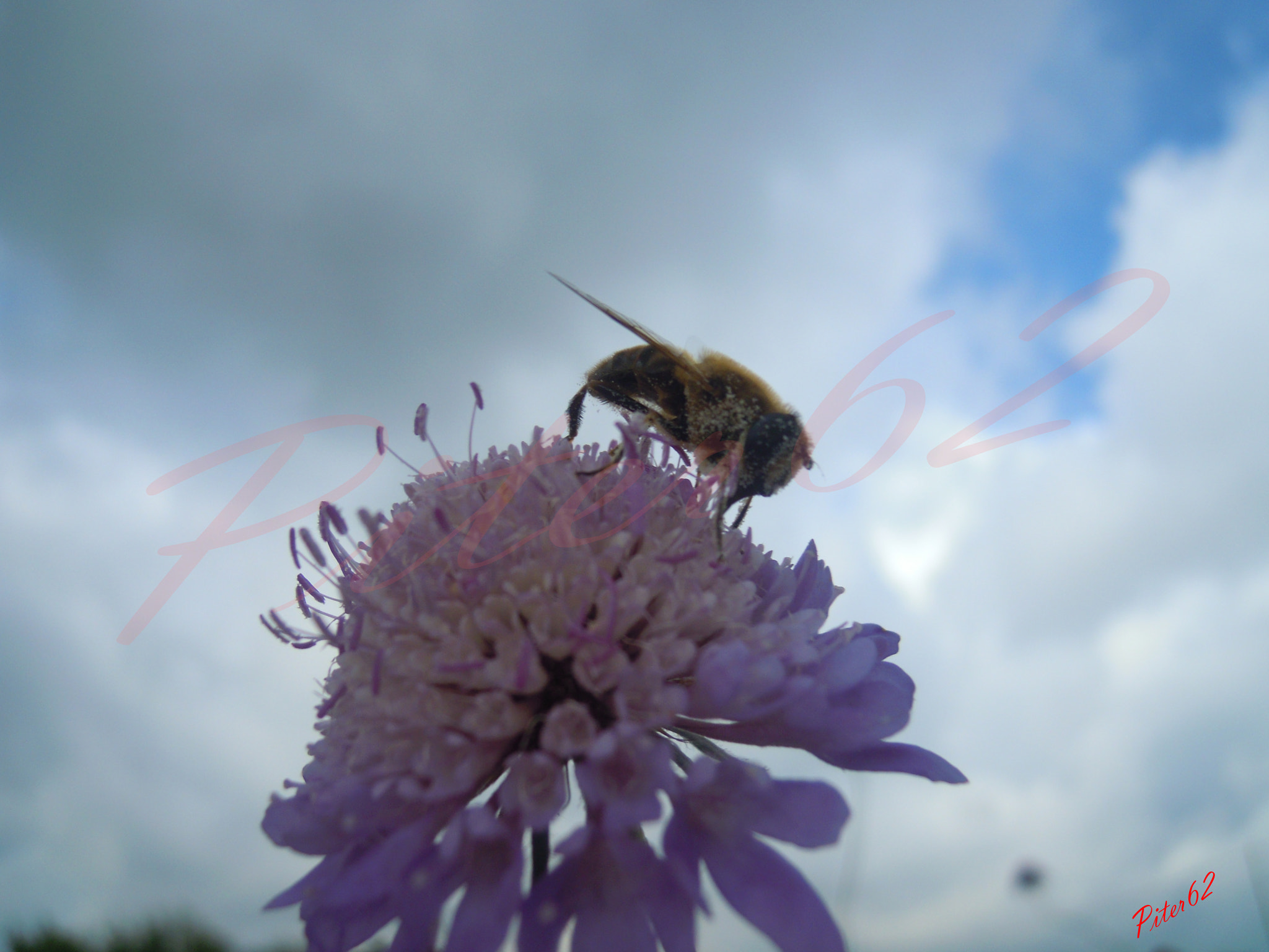 Nikon Coolpix S5100 sample photo. Pollination photography