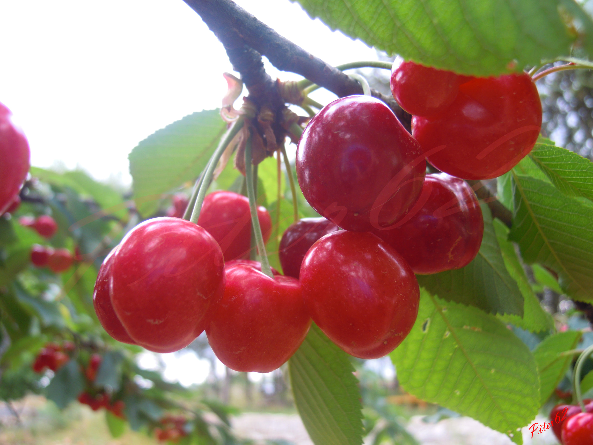 Nikon Coolpix S5100 sample photo. Cherries photography