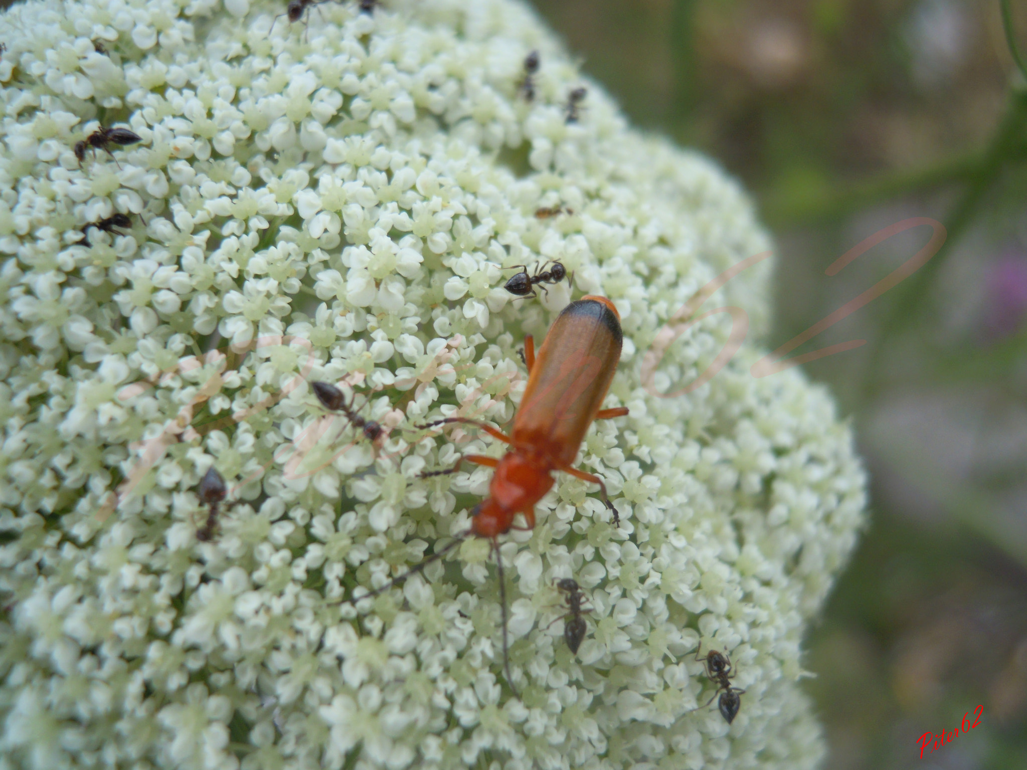 Nikon Coolpix S5100 sample photo. Insect on flower photography