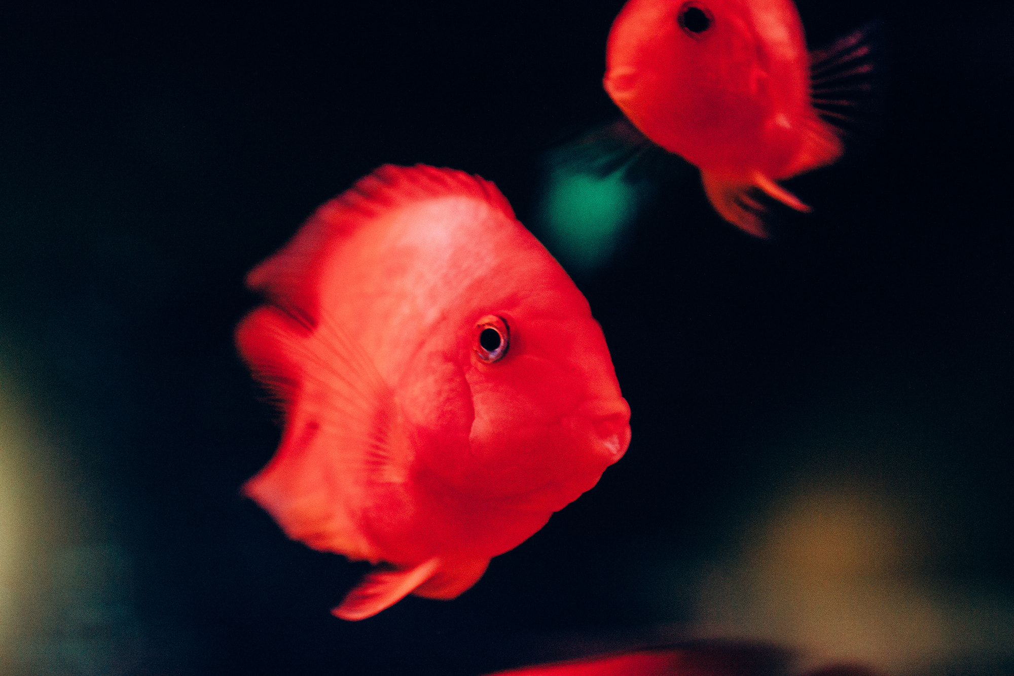 Canon EOS 50D + Canon EF 35mm F1.4L USM sample photo. Aquarium photography