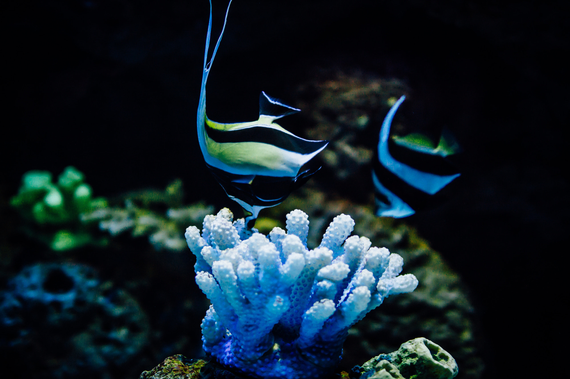 Canon EOS 50D + Canon EF 35mm F1.4L USM sample photo. Aquarium photography