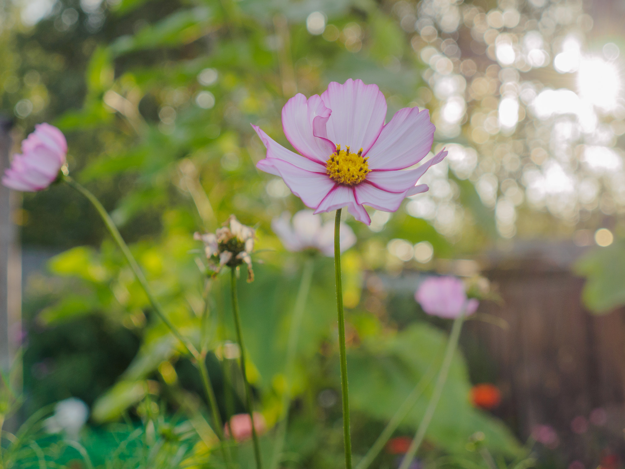 LUMIX G VARIO 14-42/F3.5-5.6 II sample photo. . photography