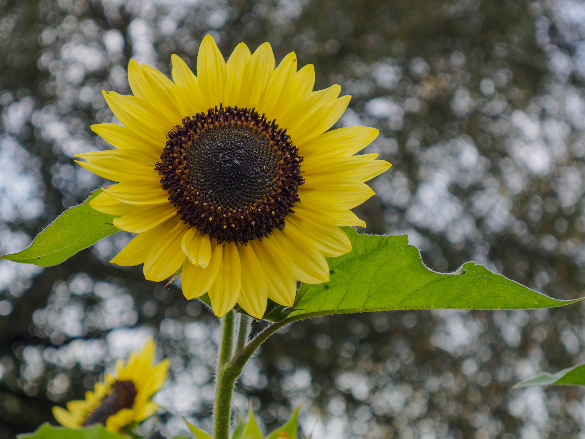 LUMIX G VARIO 14-42/F3.5-5.6 II sample photo. . photography