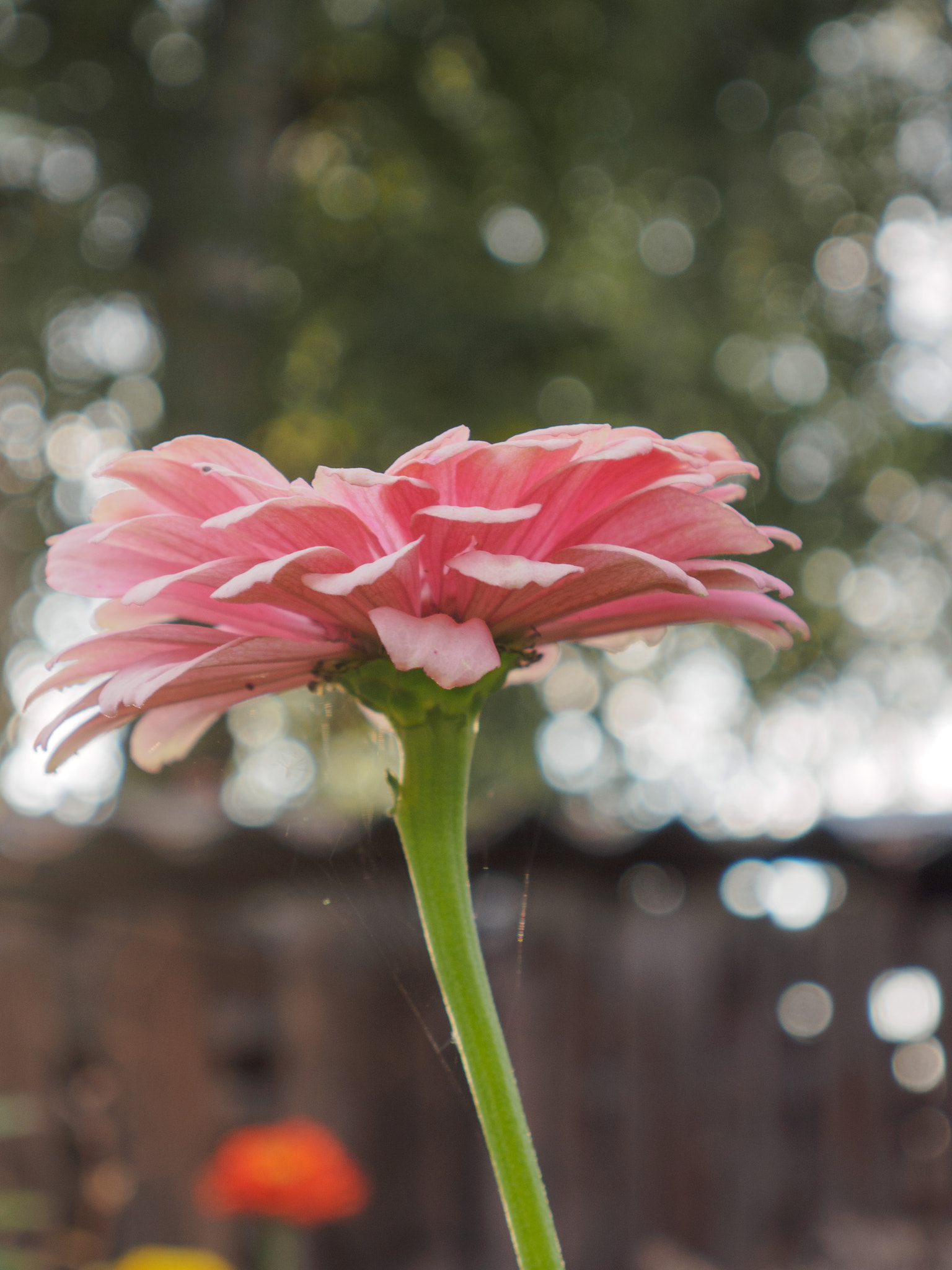 LUMIX G VARIO 14-42/F3.5-5.6 II sample photo. . photography