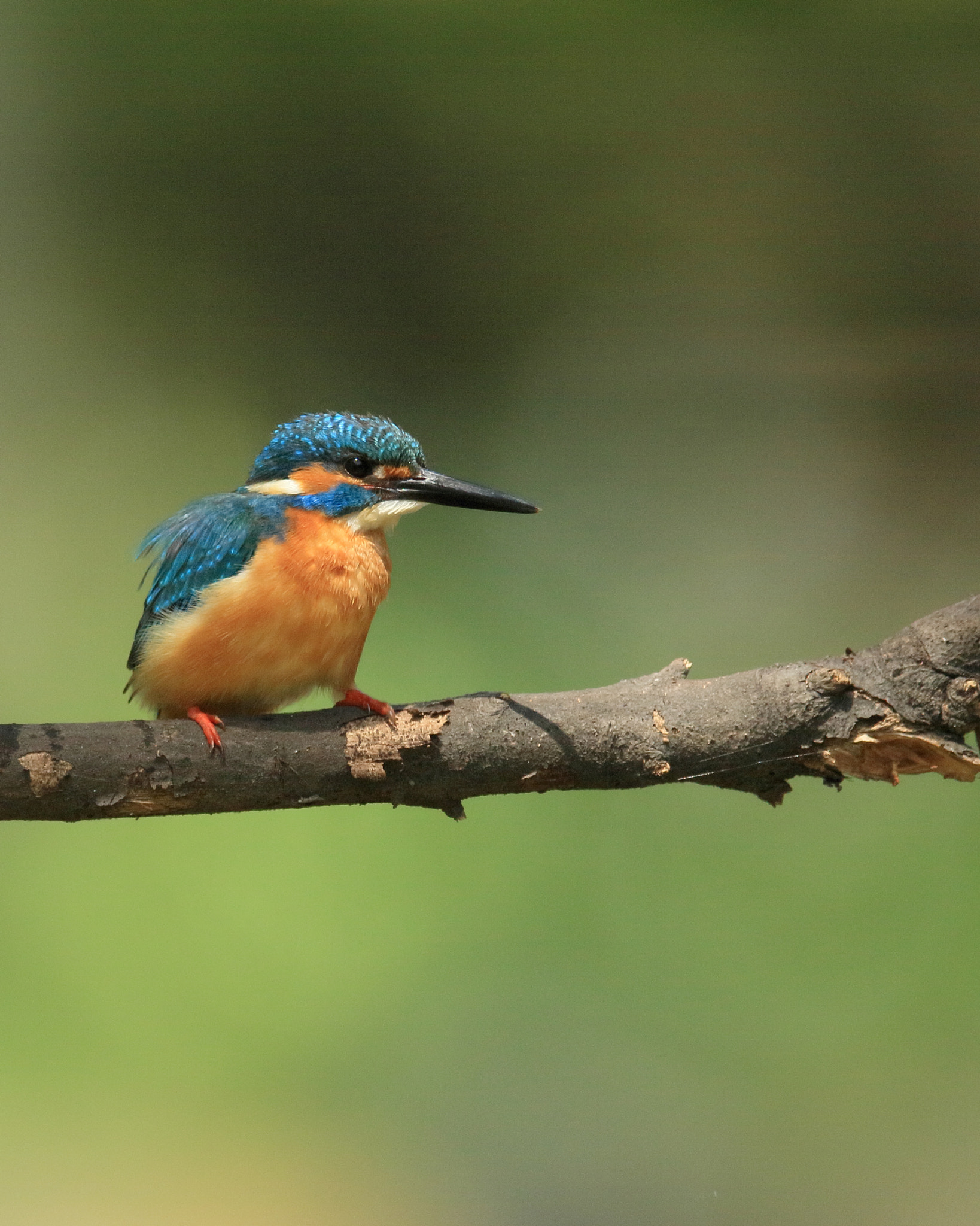 Canon EOS 7D Mark II + Canon EF 400mm F2.8L IS II USM sample photo. The aim of the previous kingfisher isthe' photography