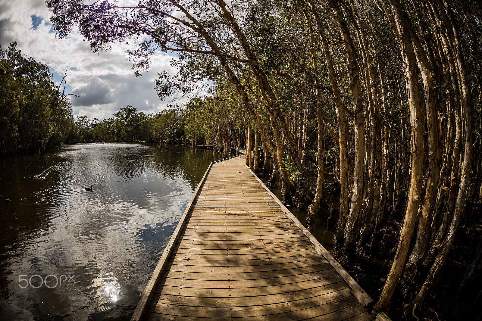 Canon EF 8-15mm F4L Fisheye USM sample photo. Underwood park, brisbane photography