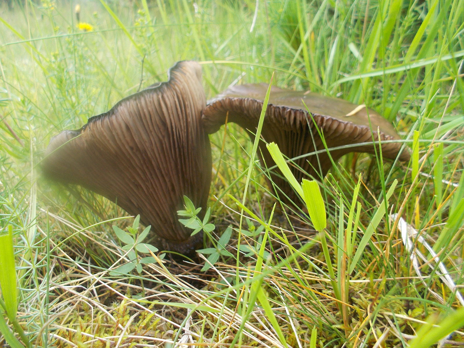 Nikon Coolpix S31 sample photo. Icelandic nature photography