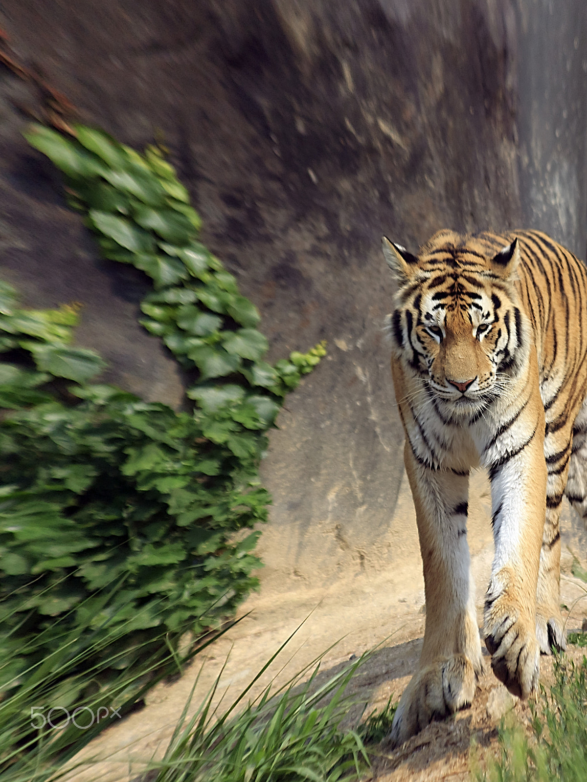 Sigma 70-300mm F4-5.6 APO DG Macro sample photo. Siberian tiger photography