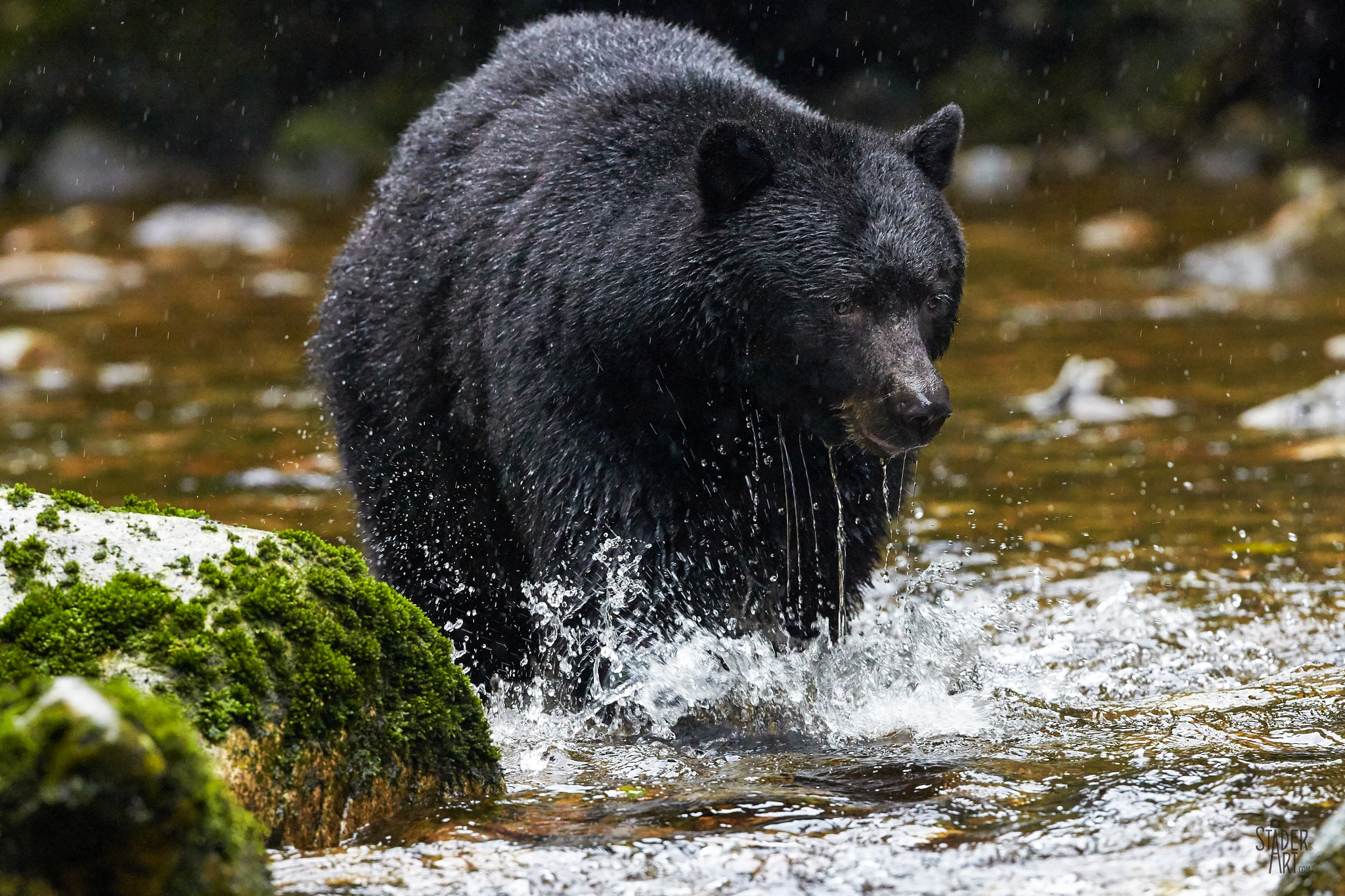 Canon EF 200-400mm F4L IS USM Extender 1.4x sample photo. Salmon run photography