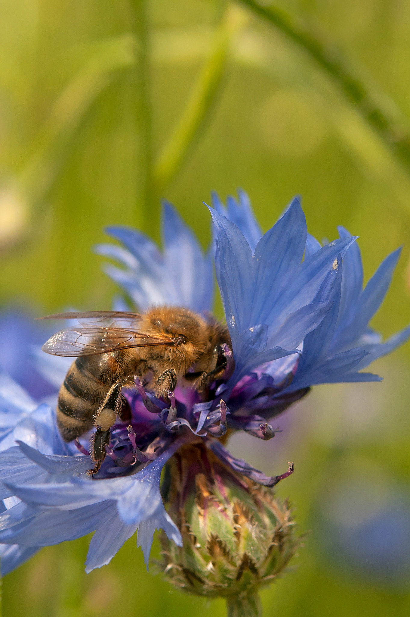 Nikon AF-S Micro-Nikkor 60mm F2.8G ED sample photo. Bee collects nectar photography