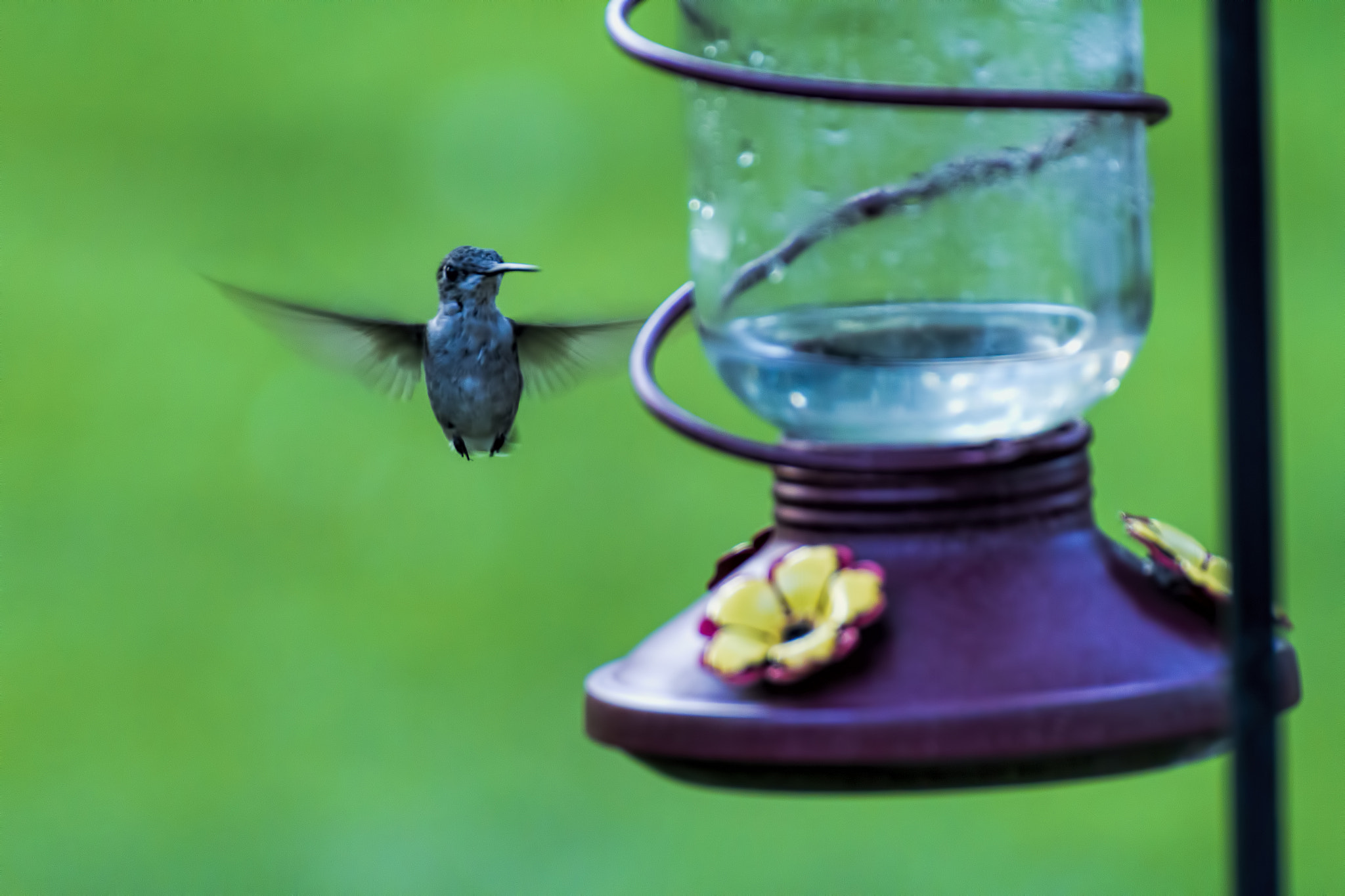 Tamron SP 35mm F1.8 Di VC USD sample photo. Hummingbird photography