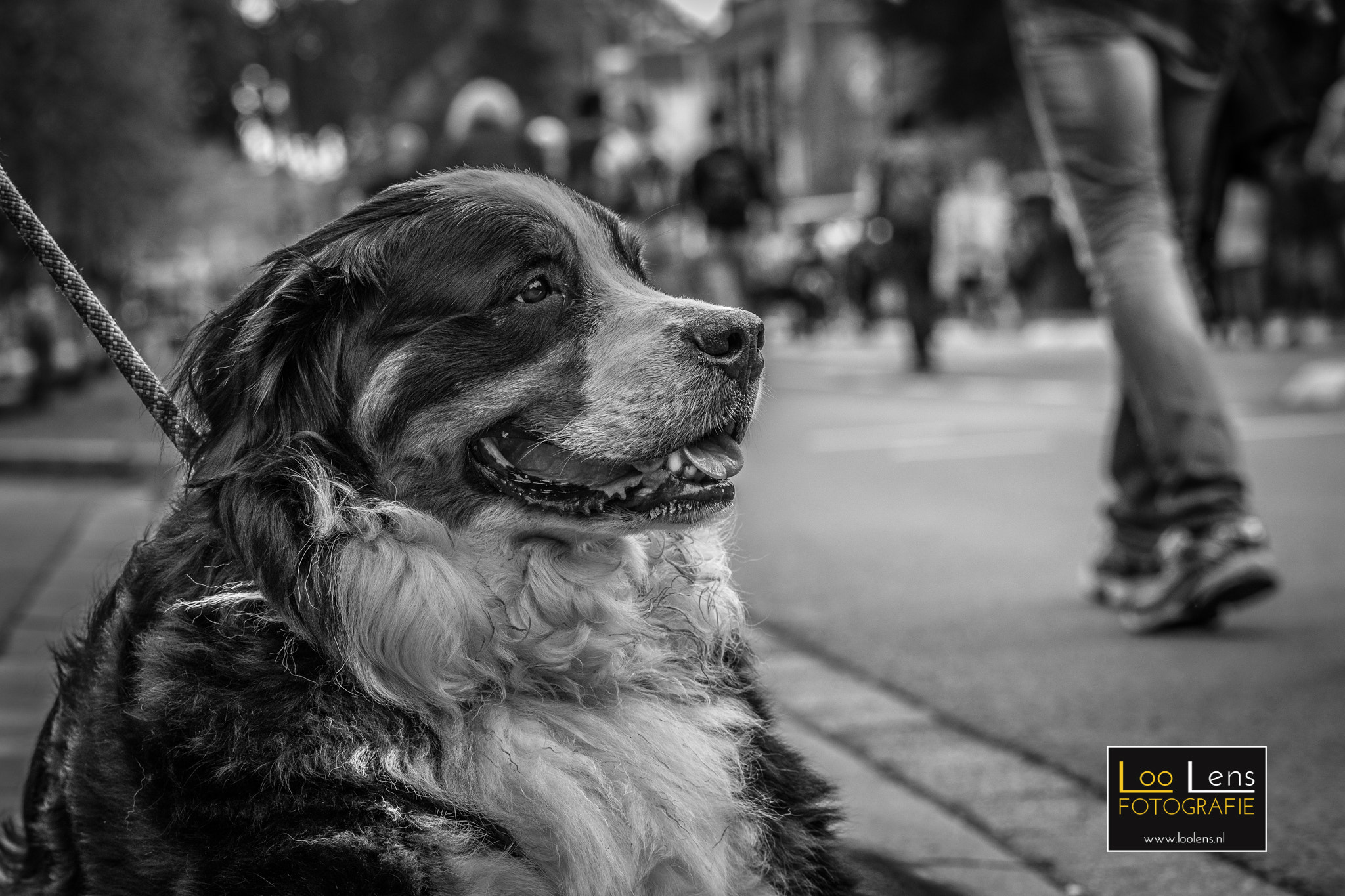 Samsung NX1 + NX 50-150mm F2.8 S sample photo. Dog watching airborne walk photography