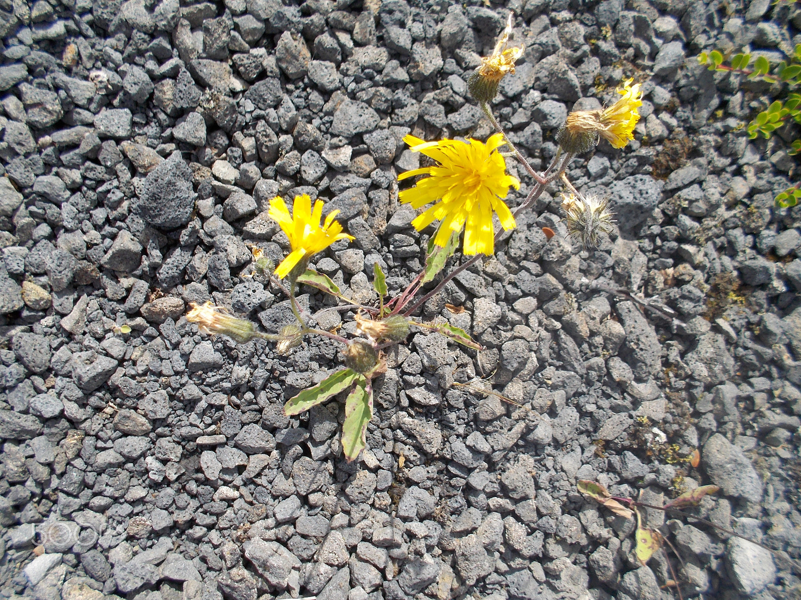 Nikon Coolpix S31 sample photo. Dandelion in struggle photography