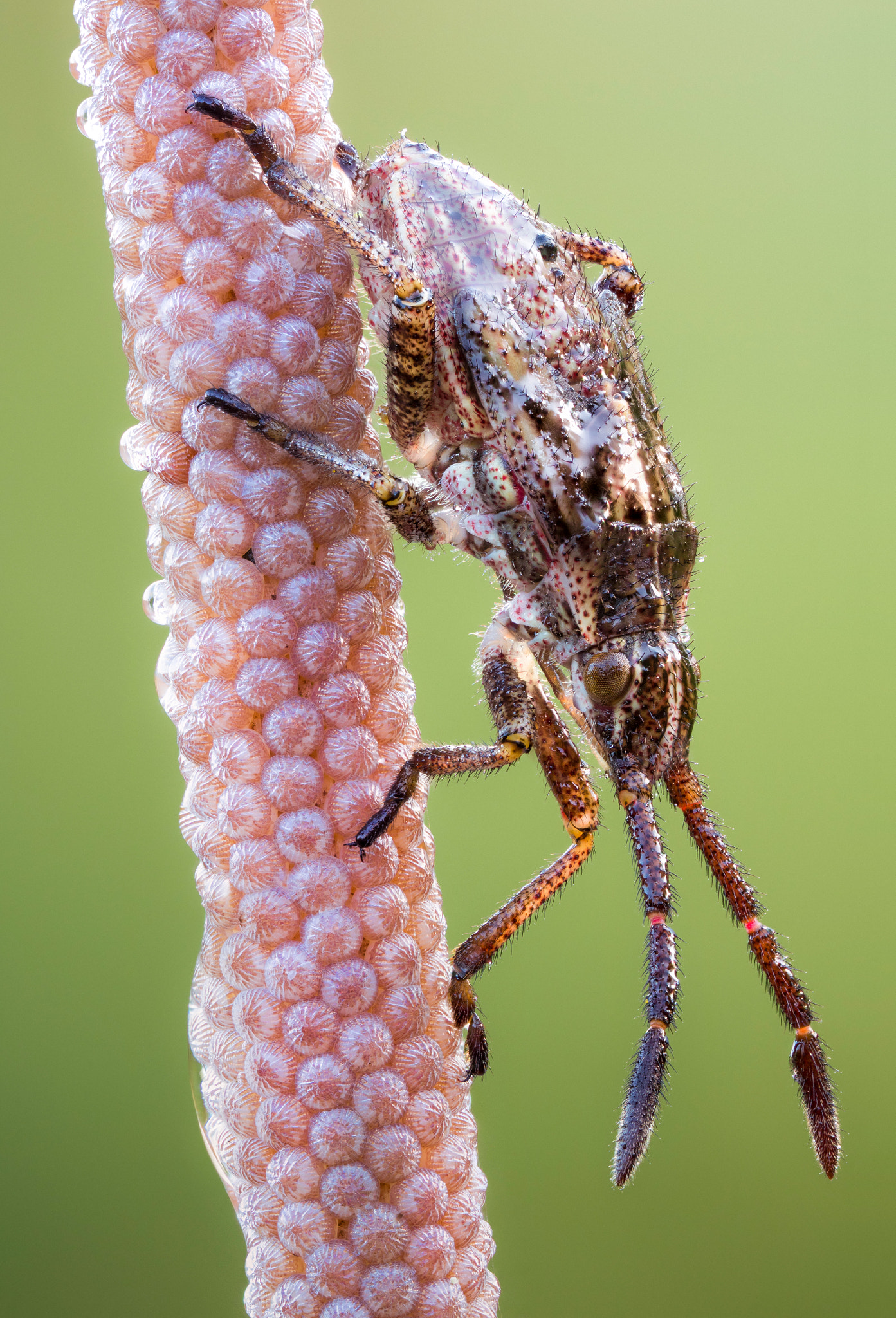 Canon EOS 760D (EOS Rebel T6s / EOS 8000D) + Canon MP-E 65mm F2.5 1-5x Macro Photo sample photo. Scentless plant bug nymph photography