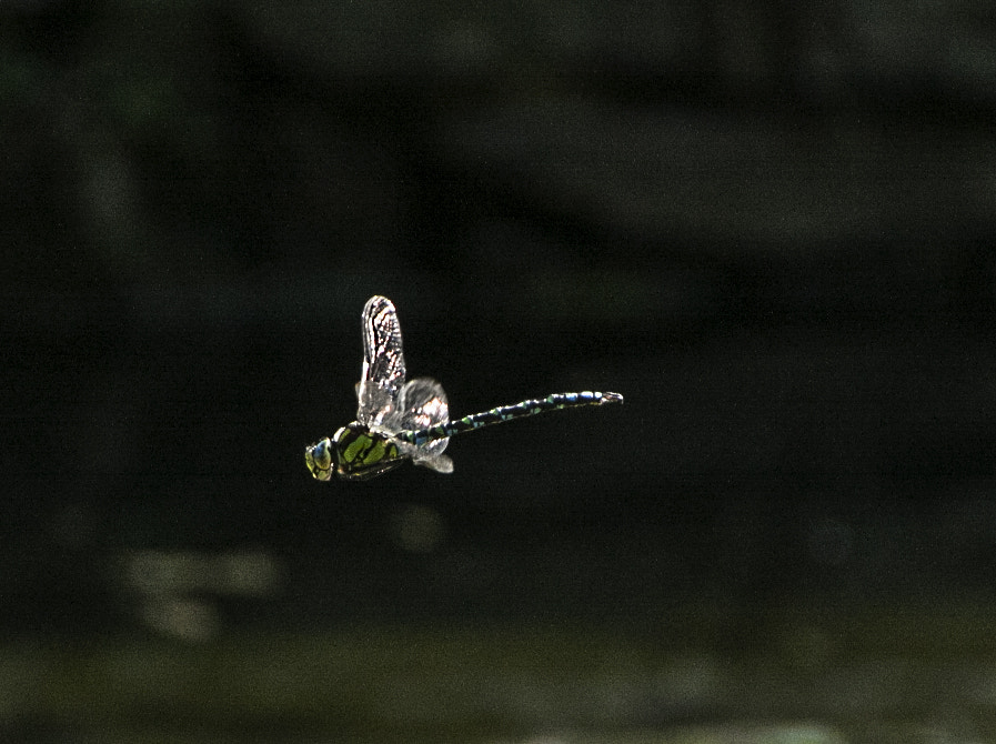 Sigma 18-250mm F3.5-6.3 DC OS HSM sample photo. Dragonfly photography