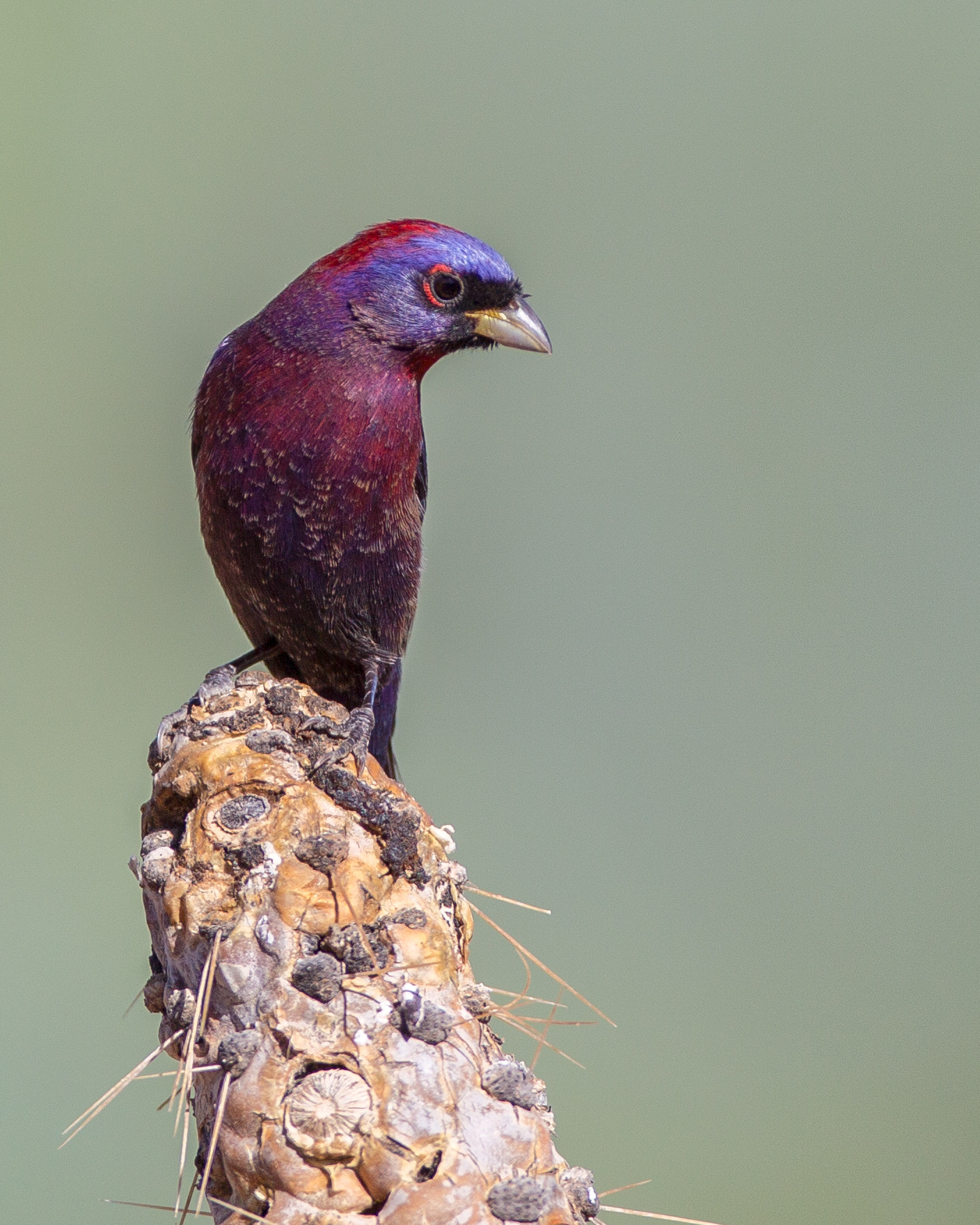 Canon EF 600mm f/4L IS sample photo. Varied bunting photography