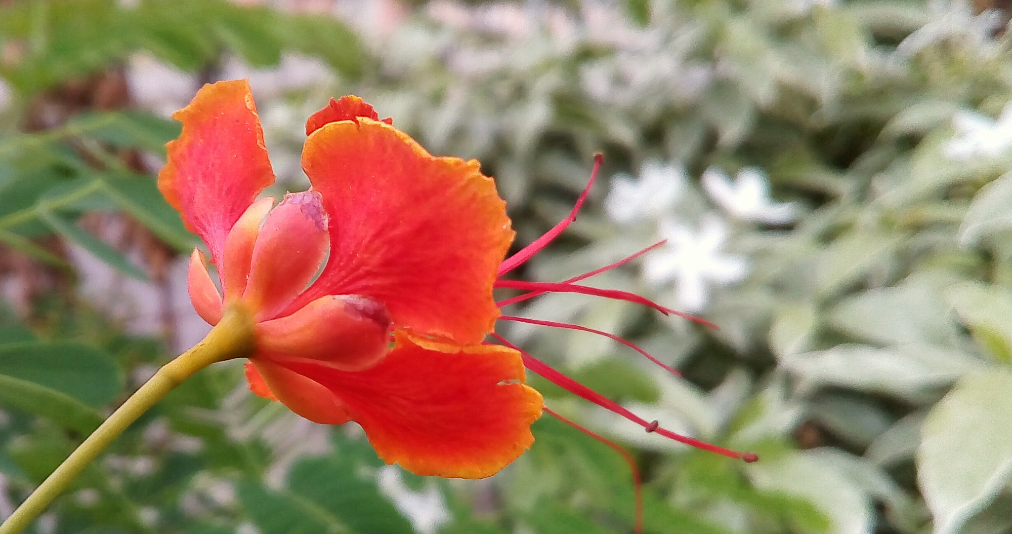 Symphony i10 sample photo