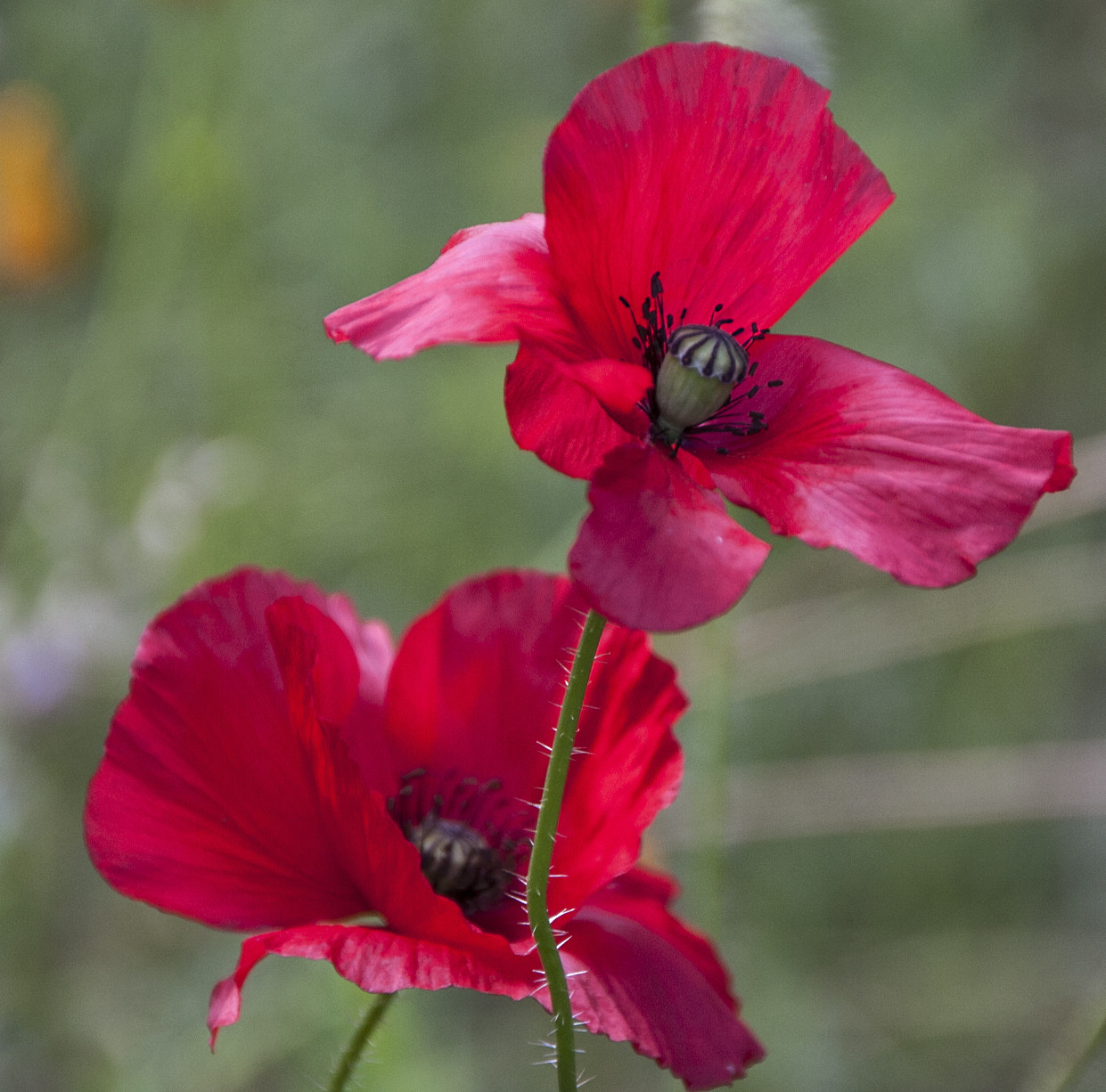 Sigma 18-250mm F3.5-6.3 DC OS HSM sample photo. Poppy photography