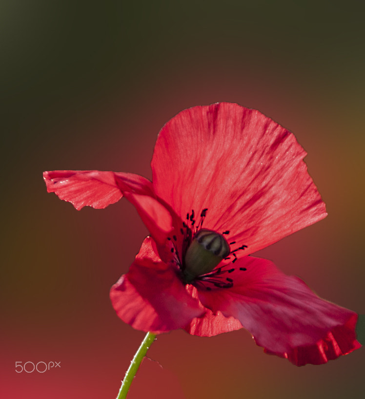 Sigma 18-250mm F3.5-6.3 DC OS HSM sample photo. Poppy photography
