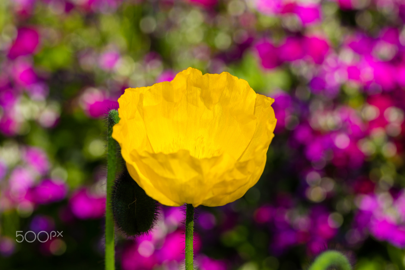 Voigtlander APO-Lanthar 90mm f/3.5 SLII Close Focus sample photo. Yellow photography