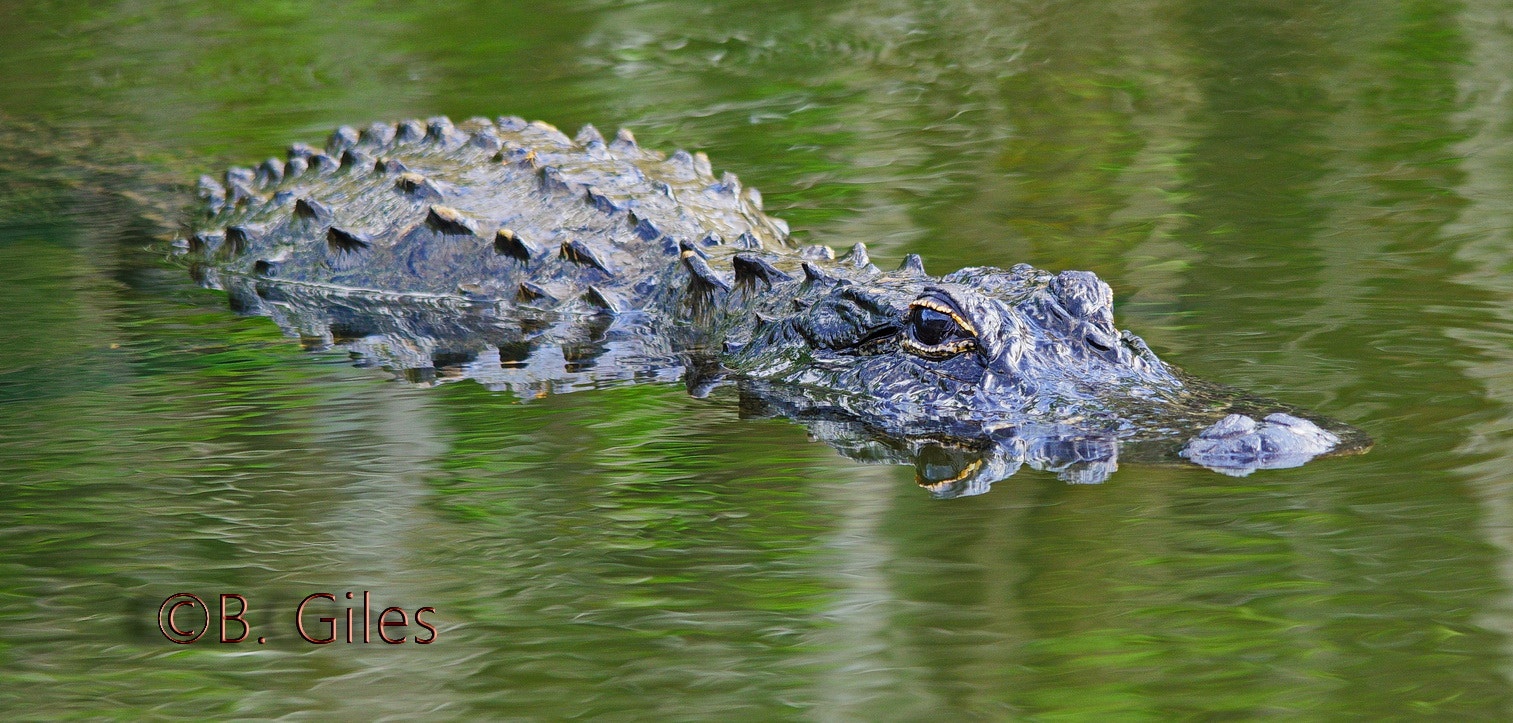Sigma 150-500mm F5-6.3 DG OS HSM sample photo. Gator gaze photography