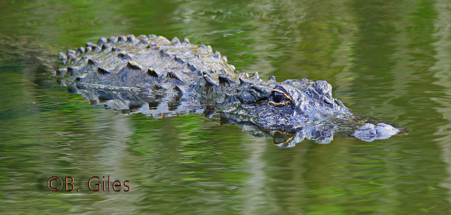 Pentax K-5 IIs + Sigma 150-500mm F5-6.3 DG OS HSM sample photo. Gator gaze photography