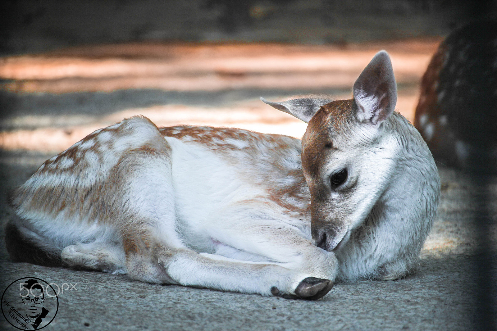 Canon EF-S 55-250mm F4-5.6 IS STM sample photo. Deer photography